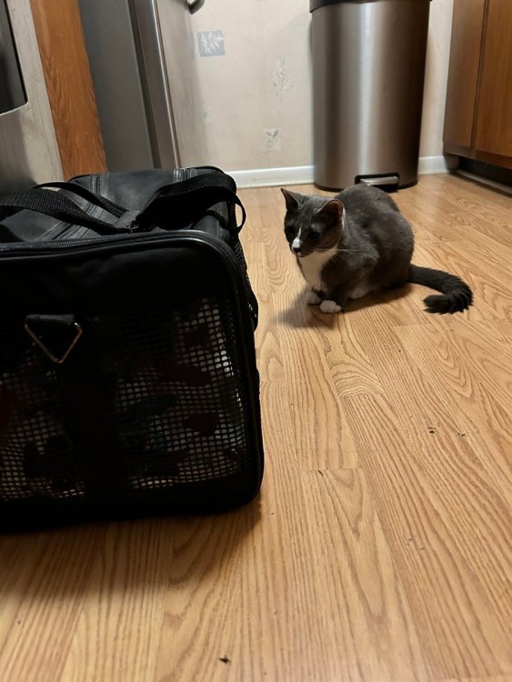 Kimchi checks him out.jpg