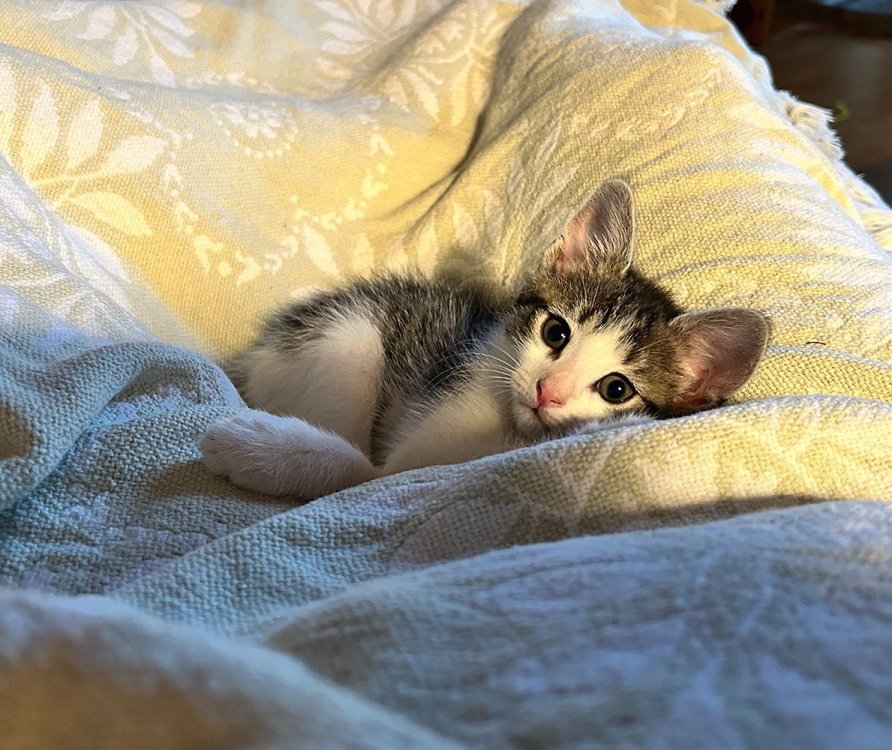 Sparkler too darn cute.jpg